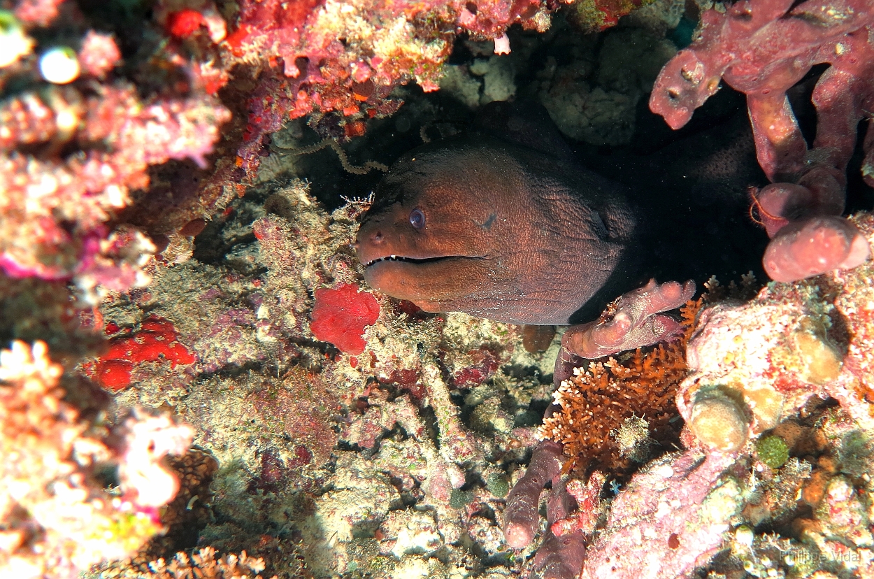 Velidhu - 2013_03_14 - IMG_0752r_Murene javanaise - Gymnothorax javanicus_Aquarium_Plongee.jpg